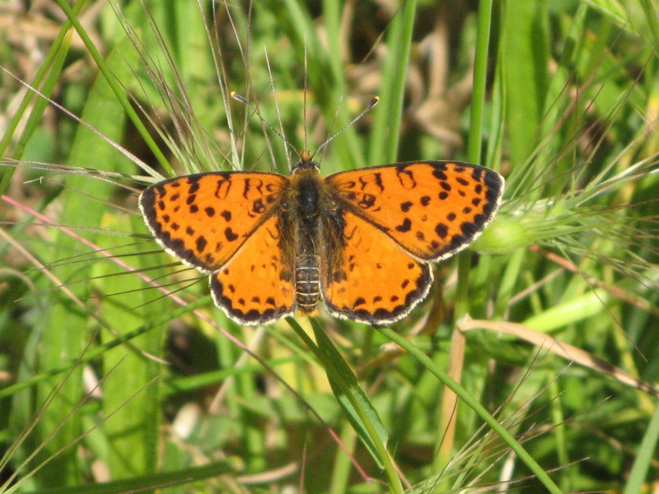 Melitaea didyma